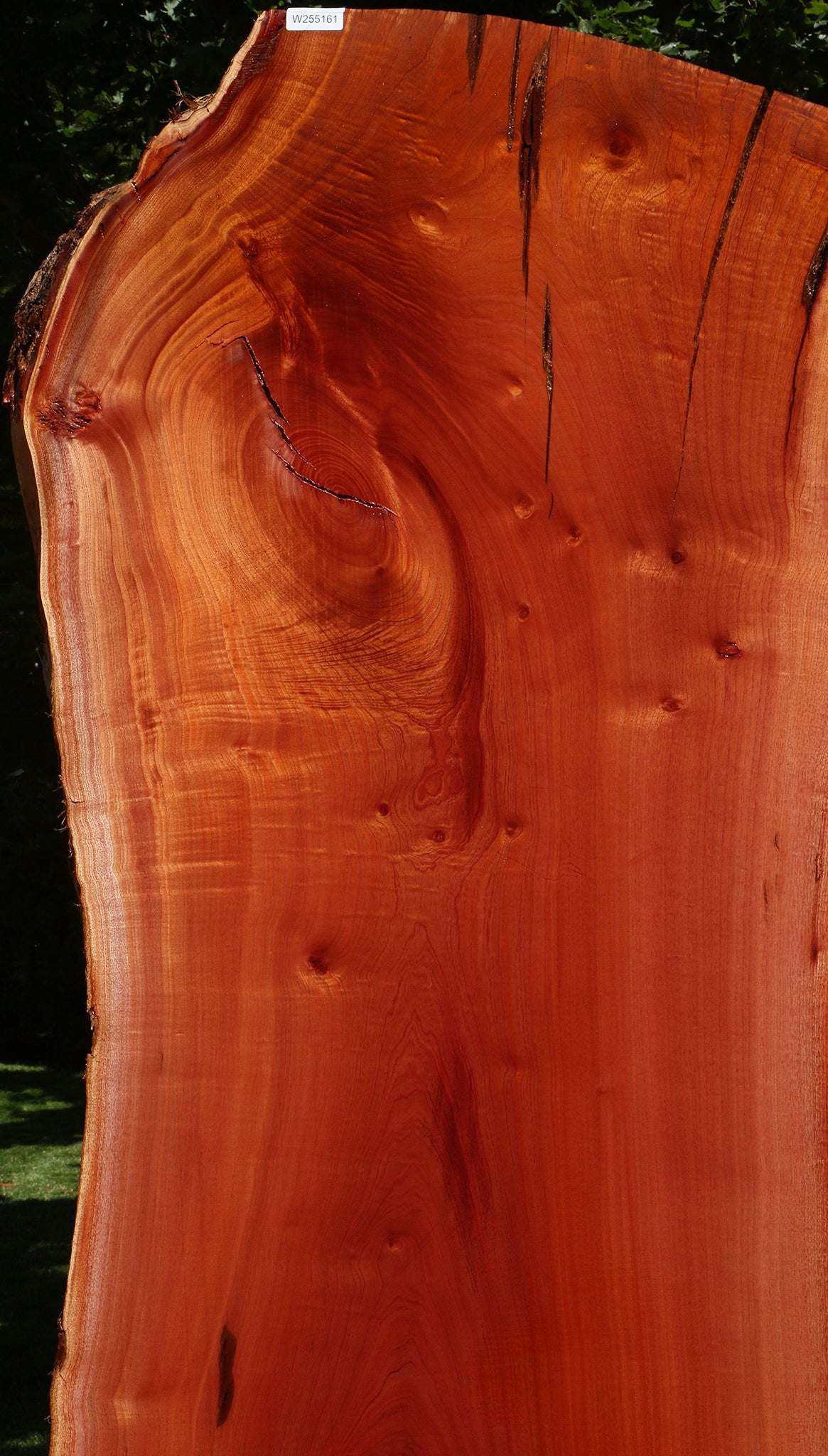 Rustic Brazilian Pepperwood Live Edge Slab