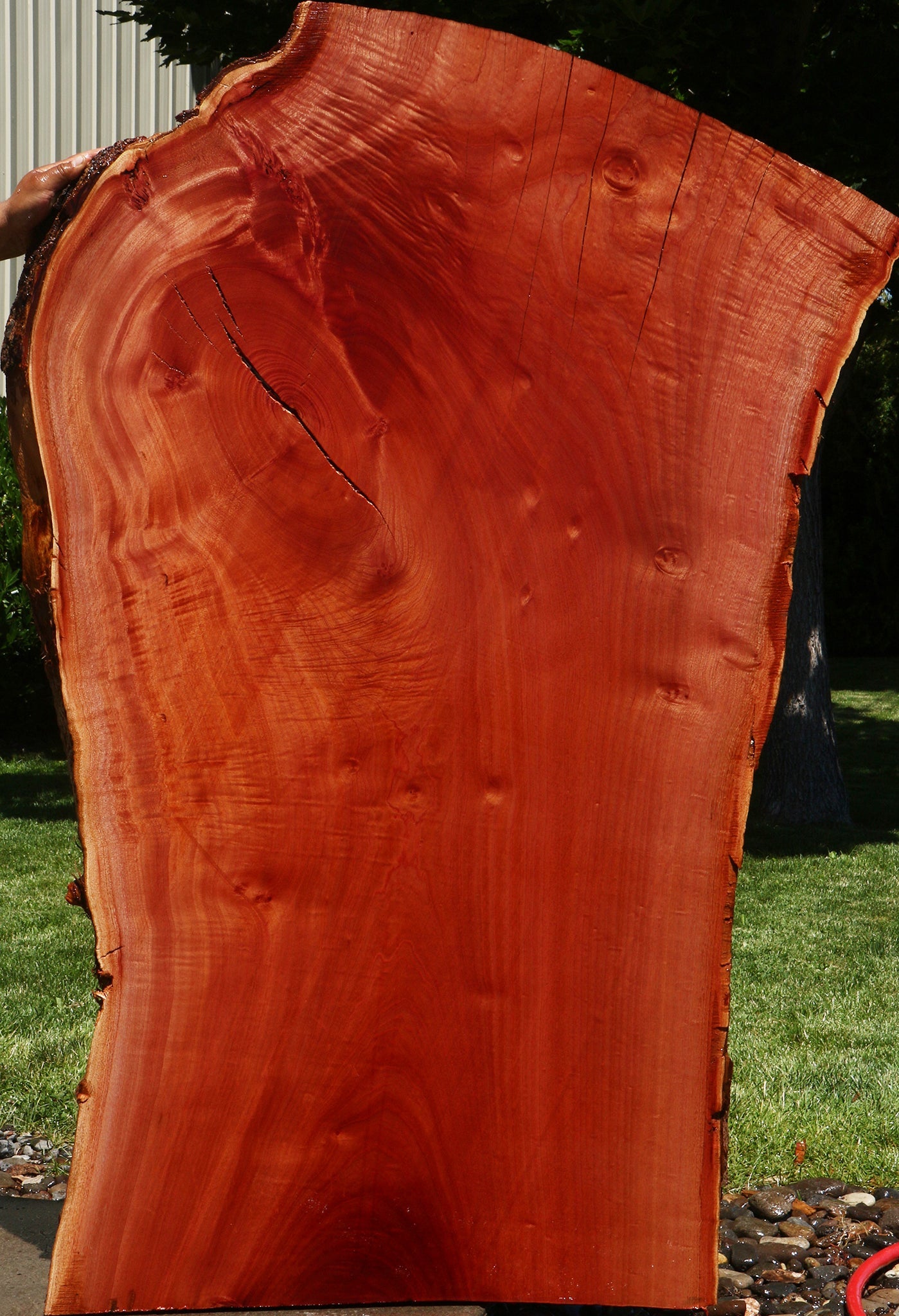 Extra Fancy Brazilian Pepperwood Live Edge Slab