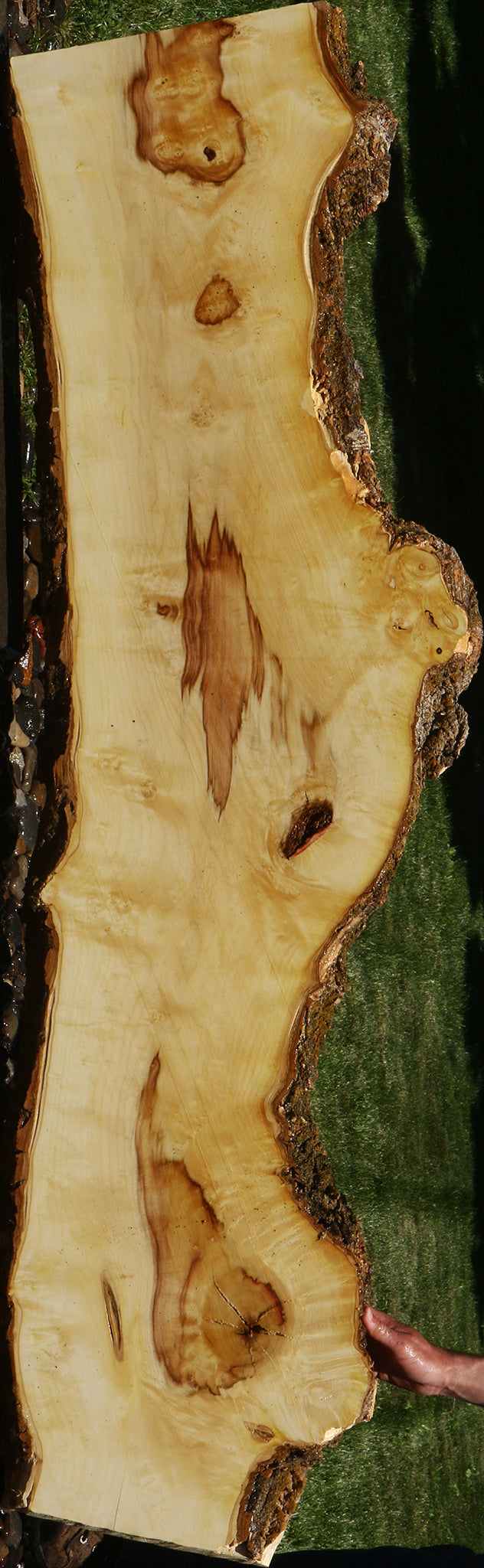 Figured Box Elder Live Edge Slab