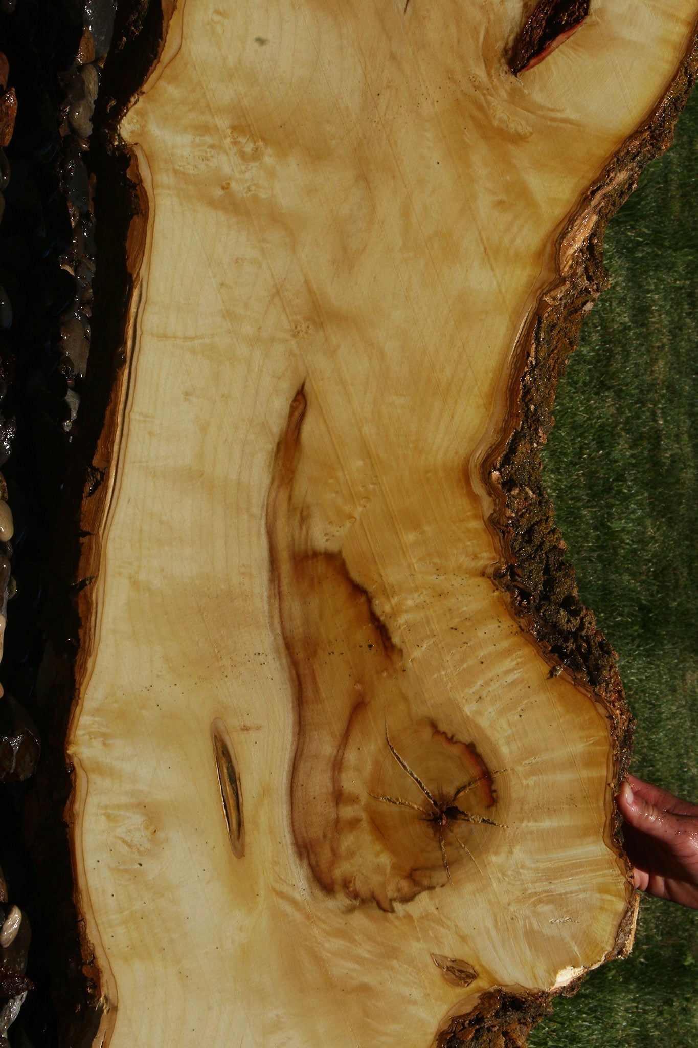 Figured Box Elder Live Edge Slab