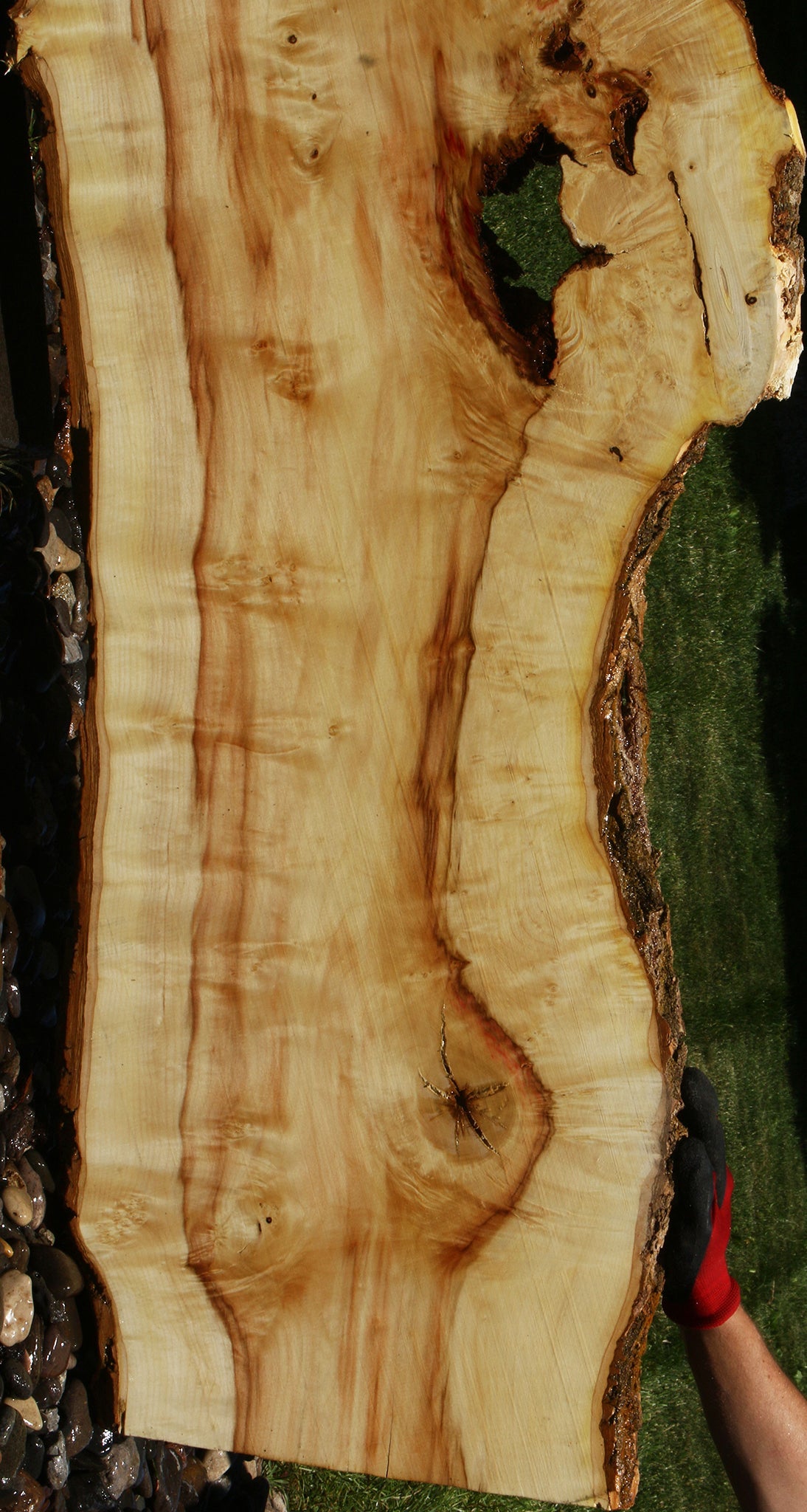 Figured Box Elder Live Edge Slab