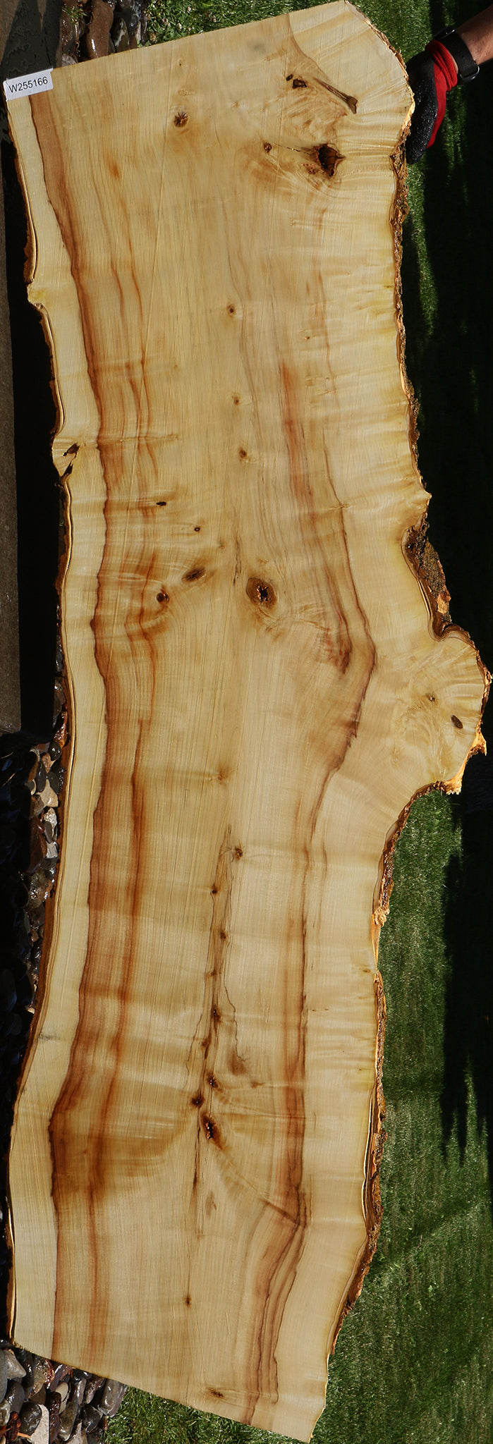 Figured Box Elder Live Edge Slab