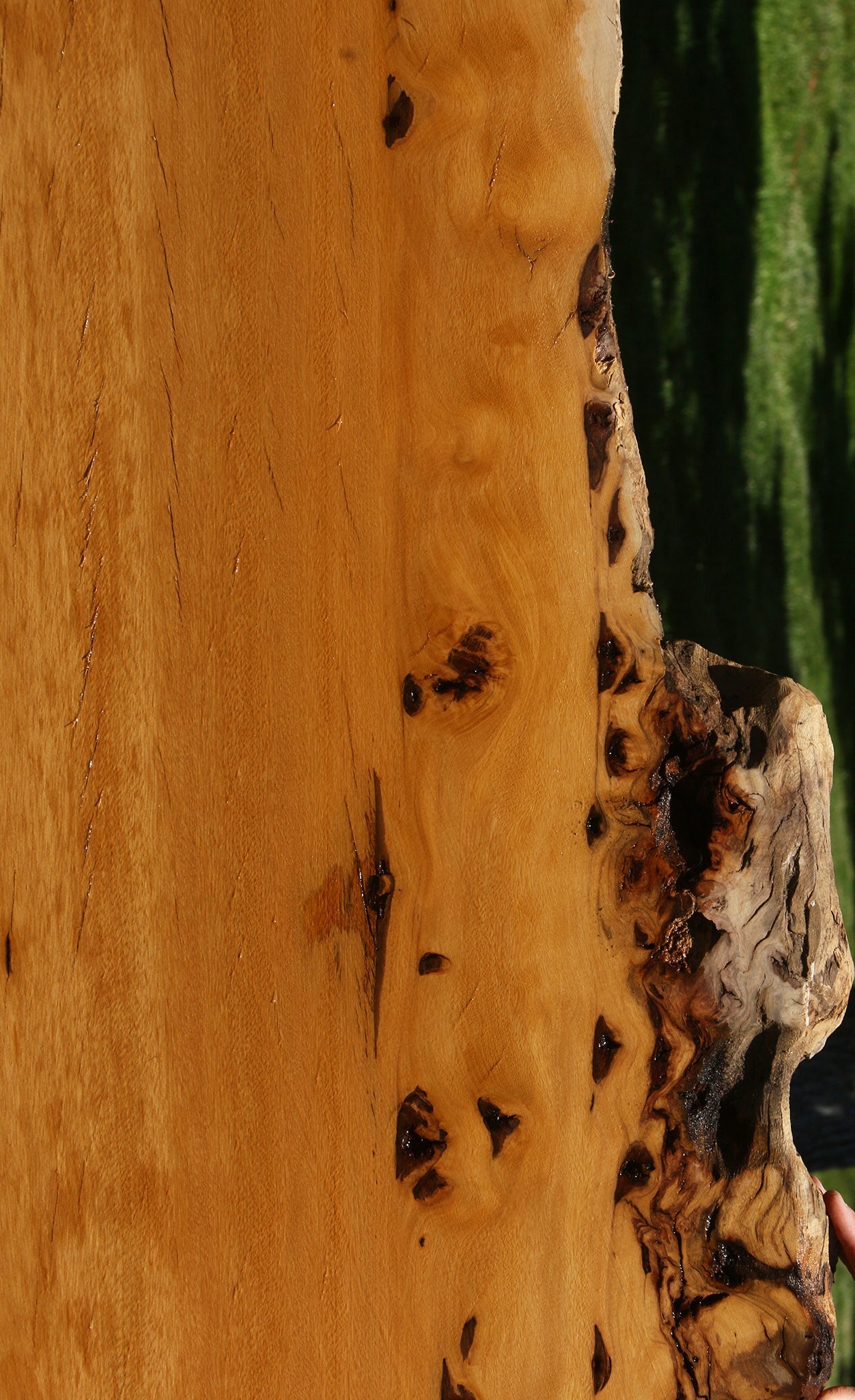 Figured Rustic Piquiarana Live Edge Slab