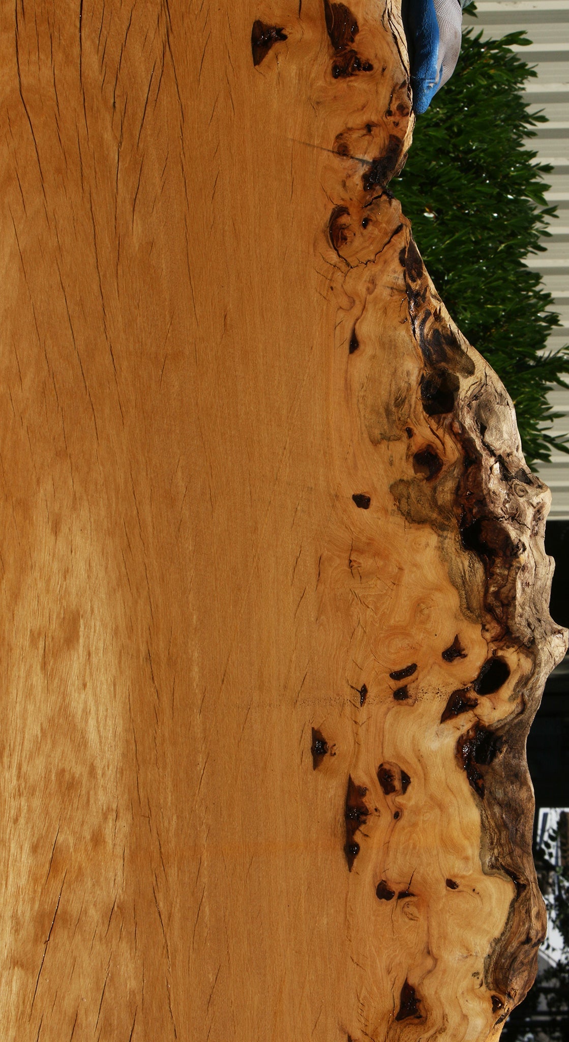 Figured Rustic Piquiarana Live Edge Slab