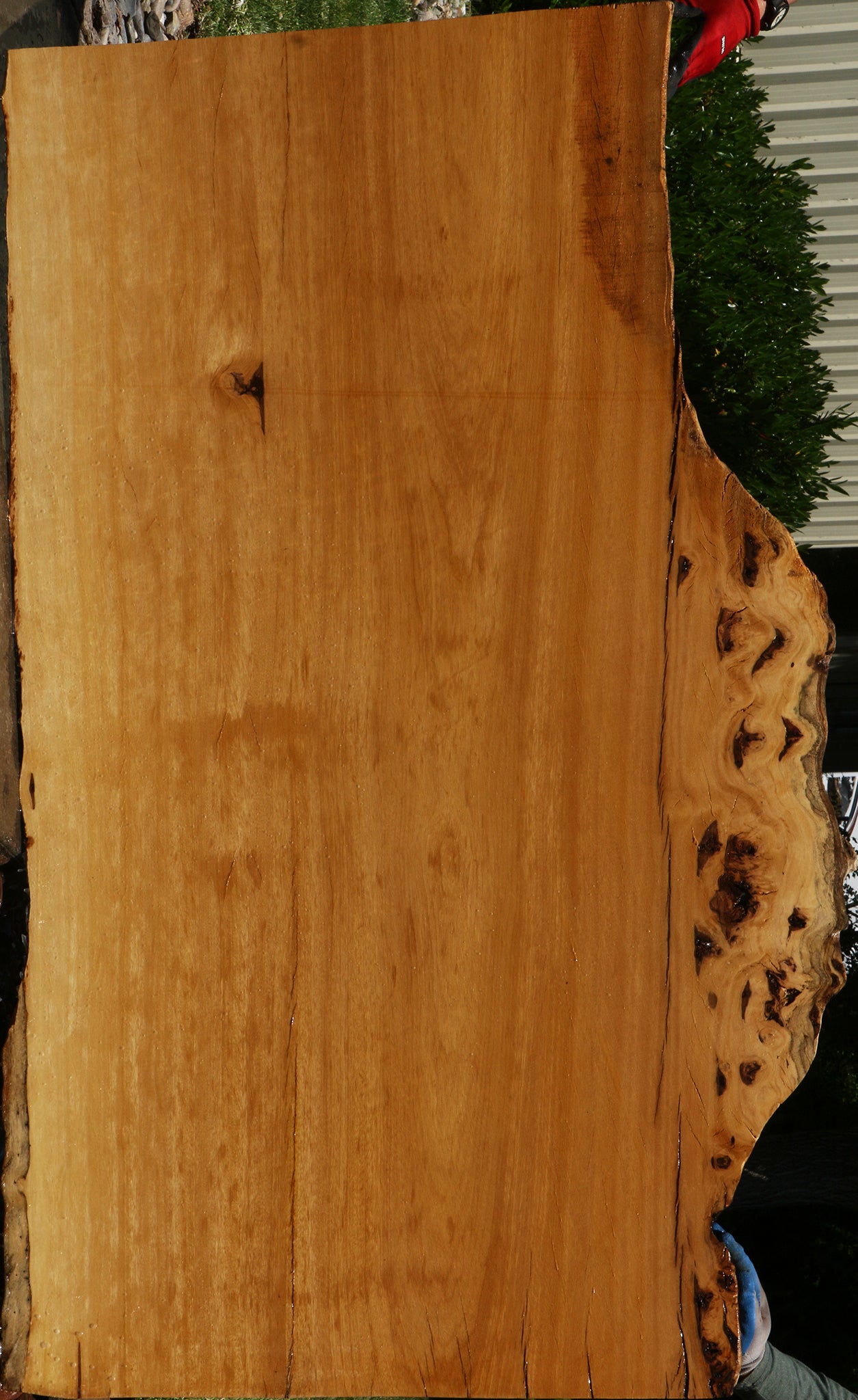 Figured Rustic Piquiarana Live Edge Slab