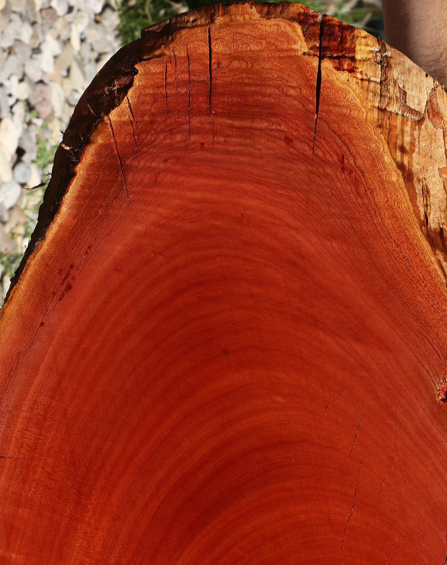 Figured Brazilian Pepperwood Cookie