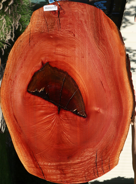 Extra Fancy Rustic Brazilian Pepperwood Cookie