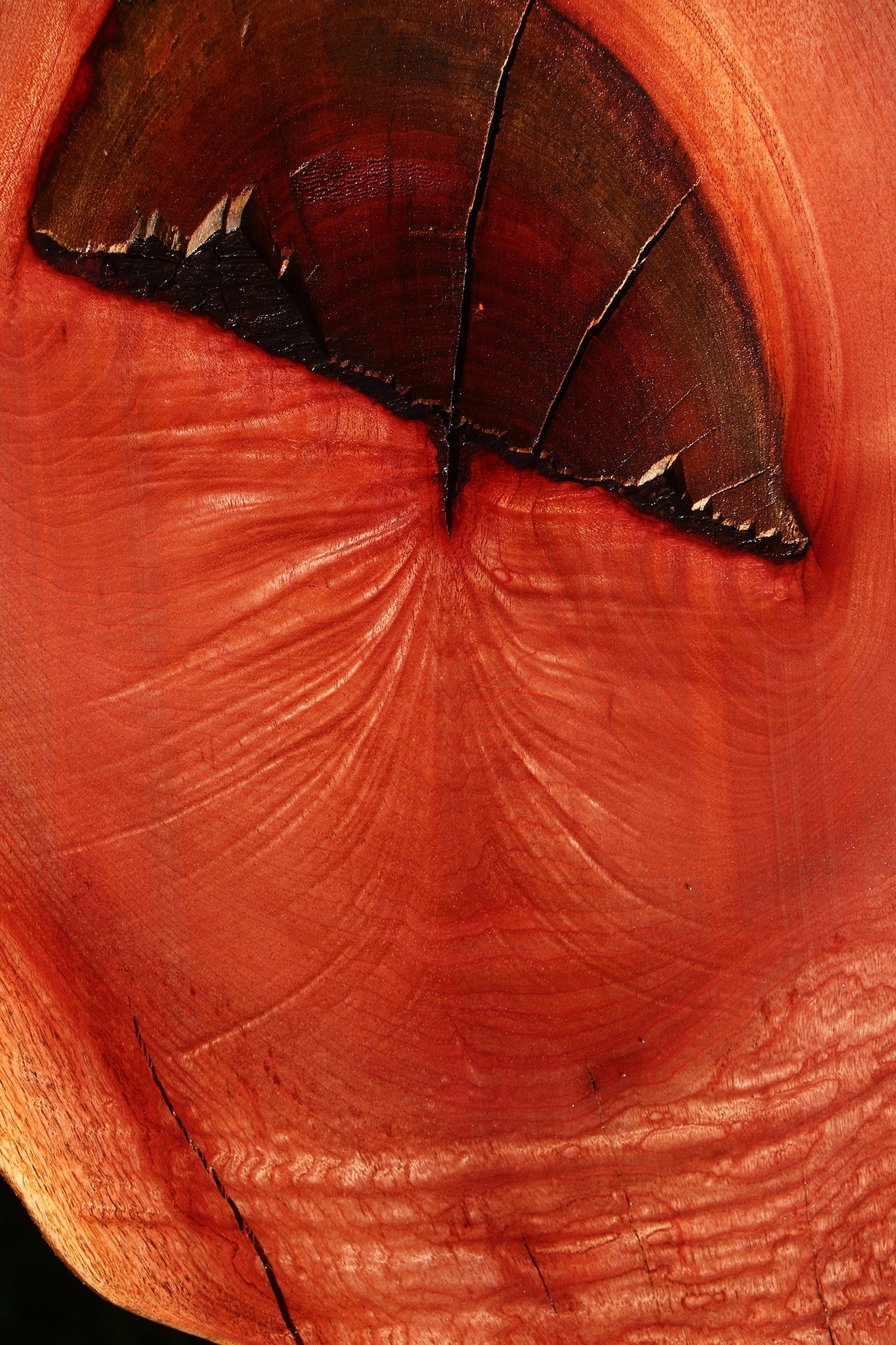 Extra Fancy Rustic Brazilian Pepperwood Cookie