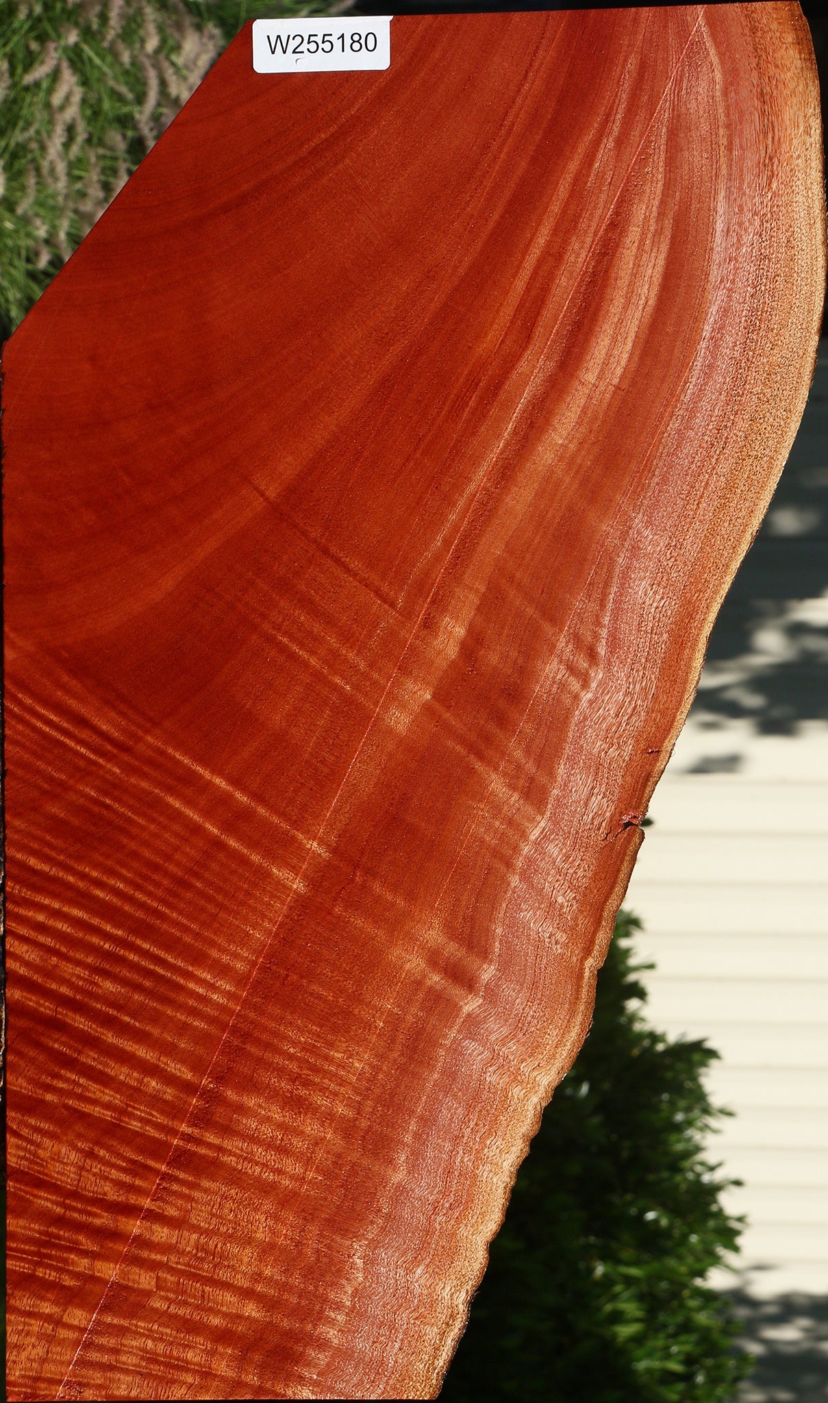 Extra Fancy Brazilian Pepperwood Live Edge Lumber
