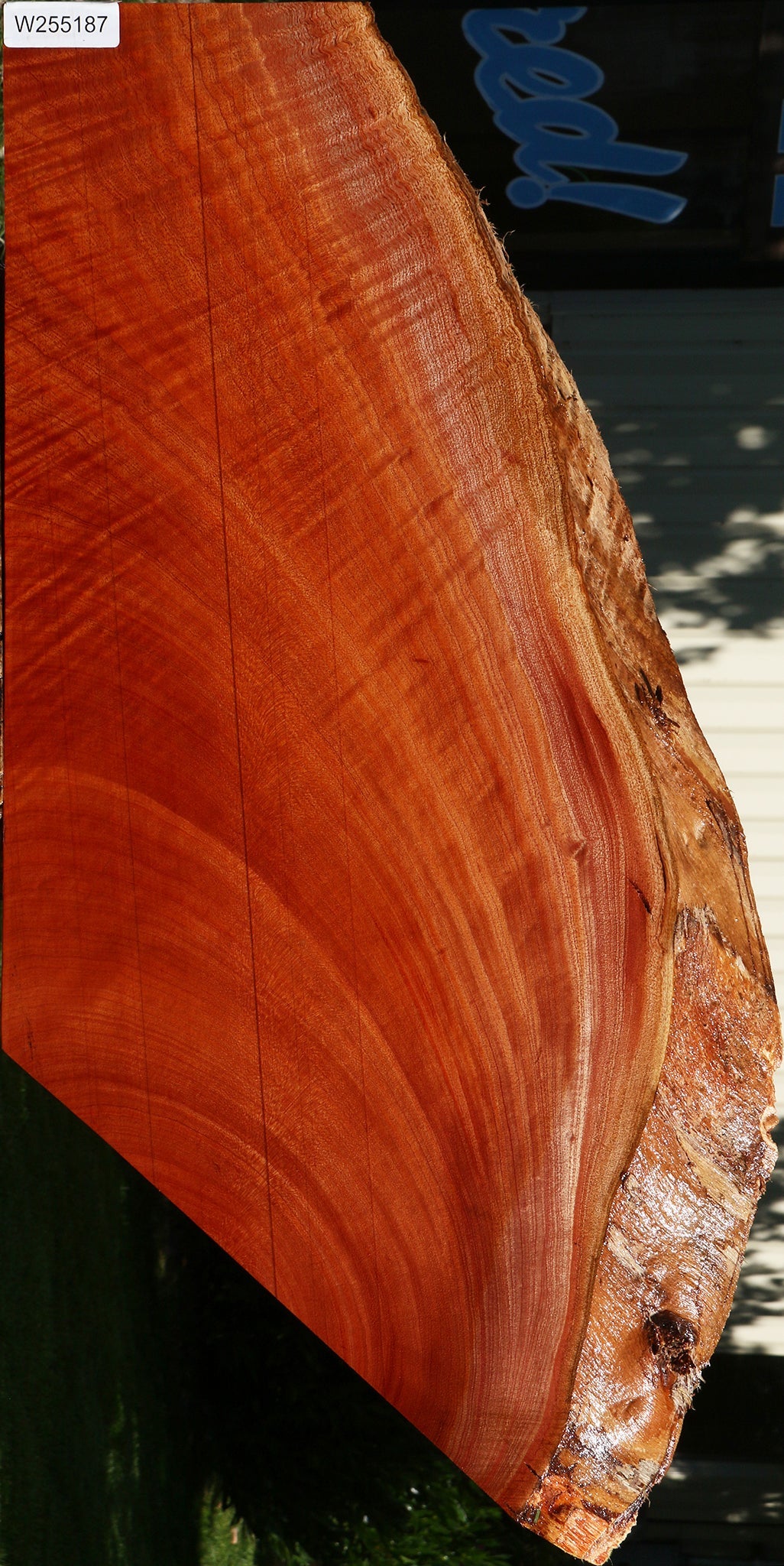 Extra Fancy Brazilian Pepperwood Live Edge Mini Slab