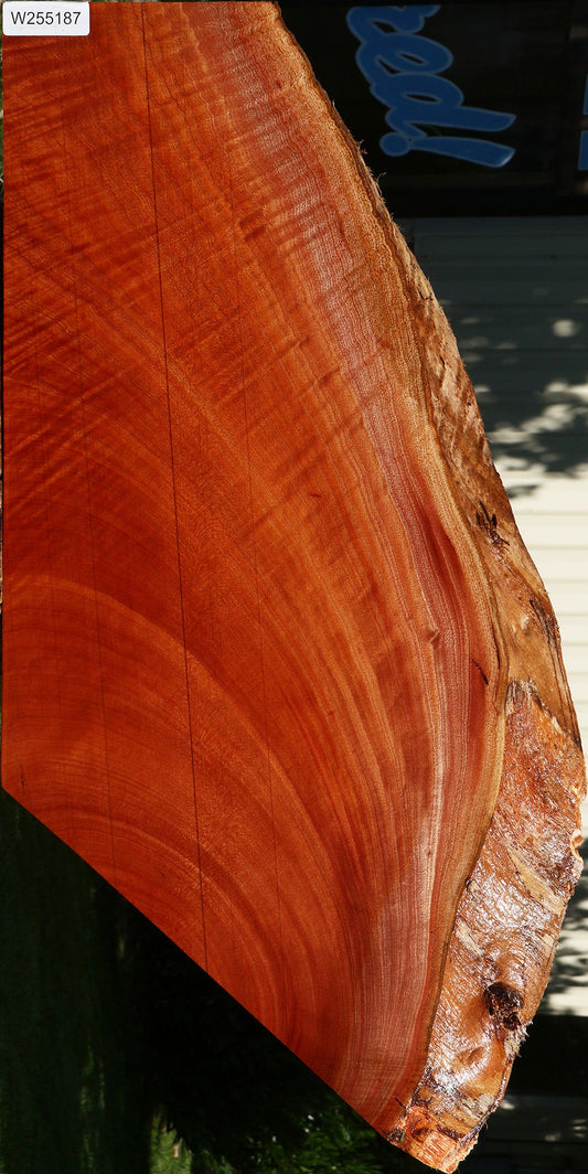 Extra Fancy Brazilian Pepperwood Live Edge Mini Slab