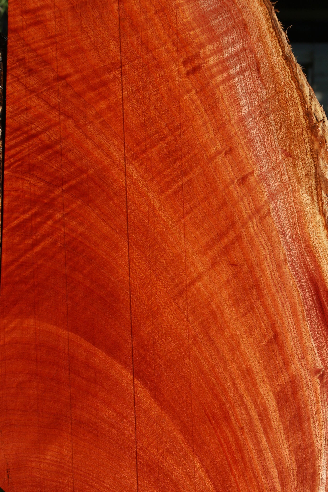Extra Fancy Brazilian Pepperwood Live Edge Mini Slab