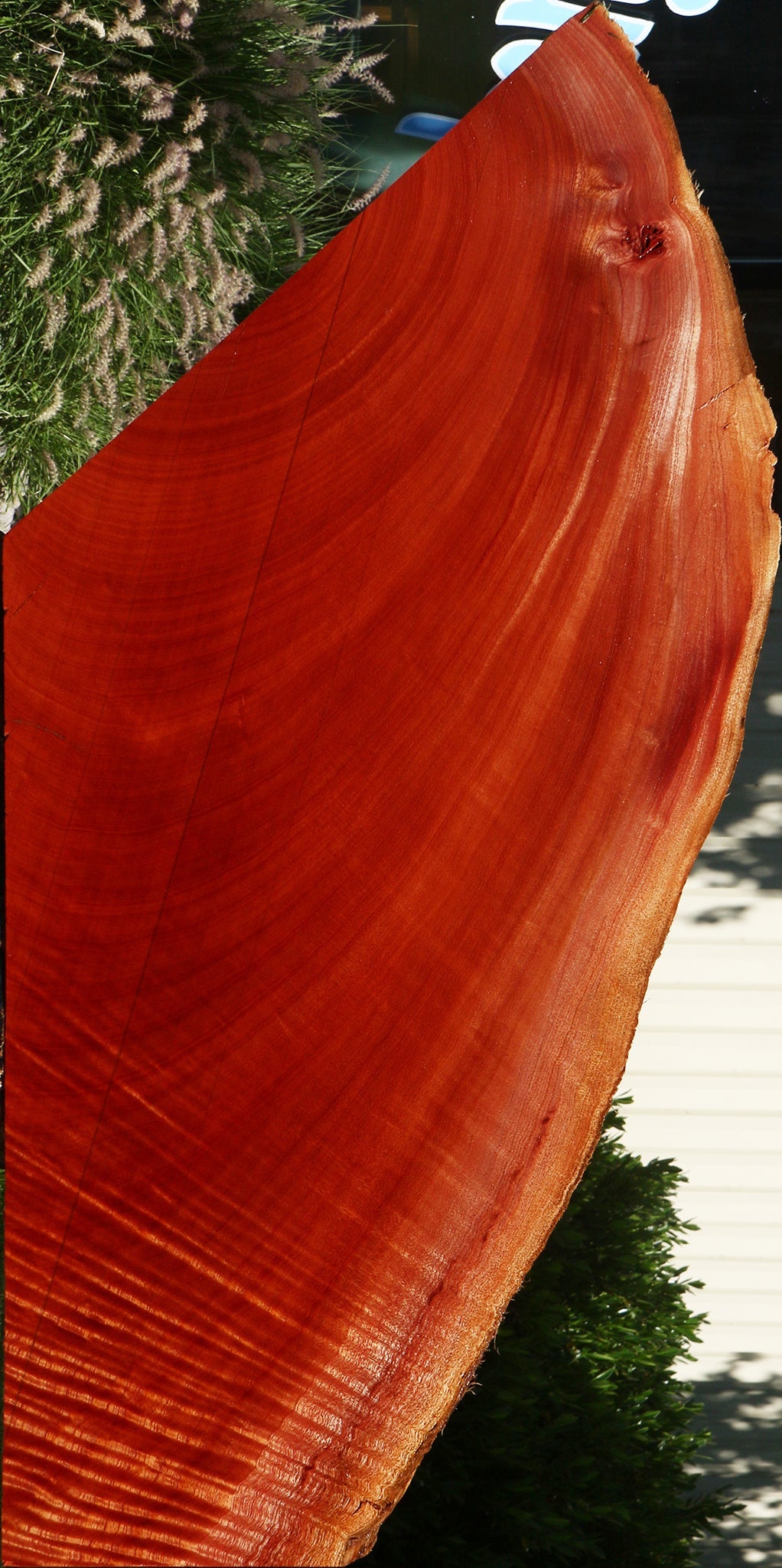 Extra Fancy Brazilian Pepperwood Live Edge Mini Slab