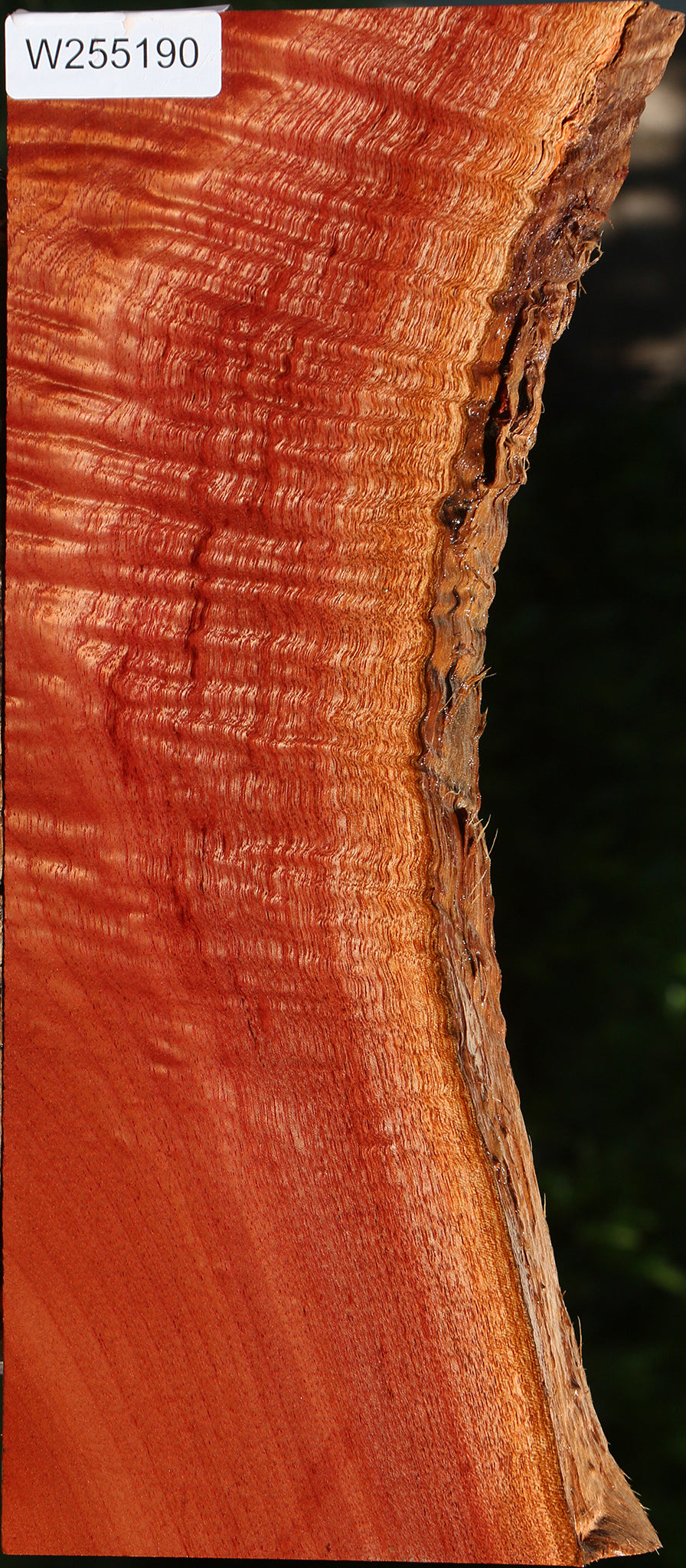 Extra Fancy Brazilian Pepperwood Live Edge Lumber