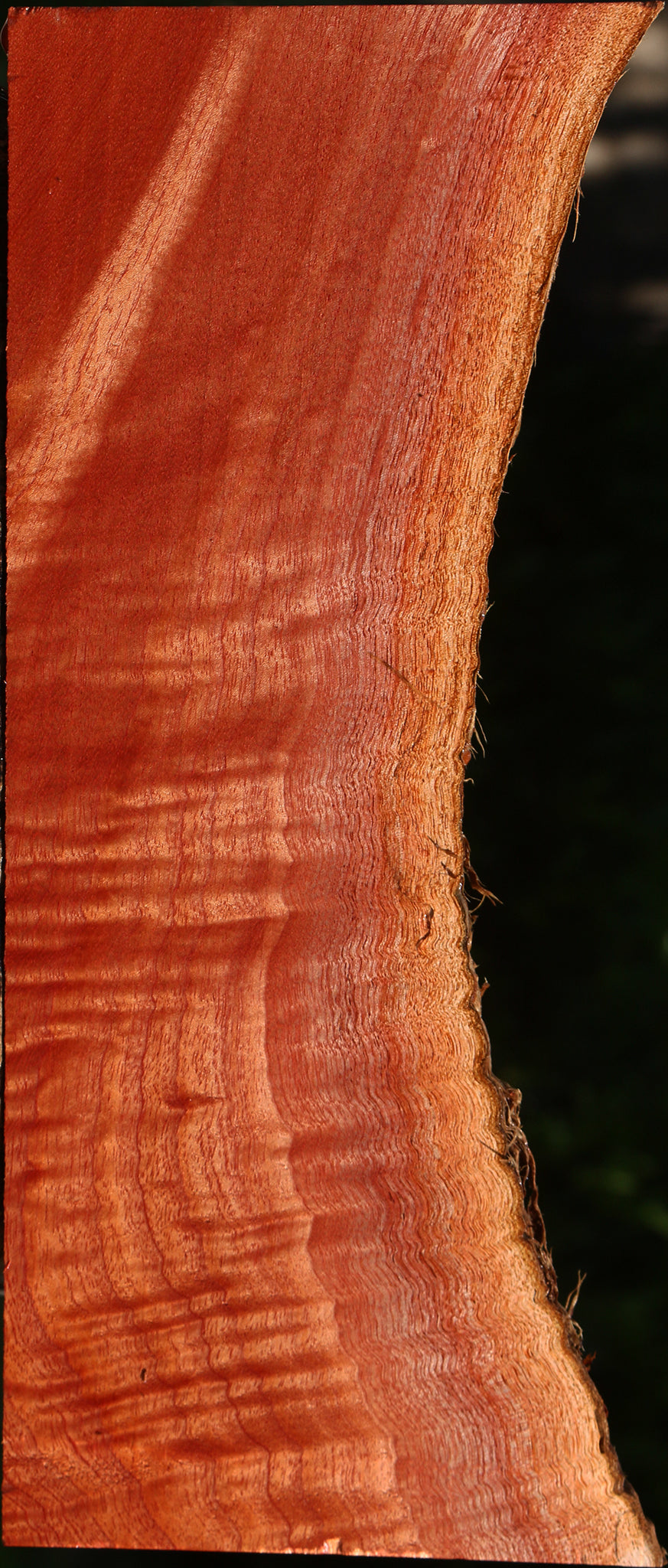 Extra Fancy Brazilian Pepperwood Live Edge Lumber