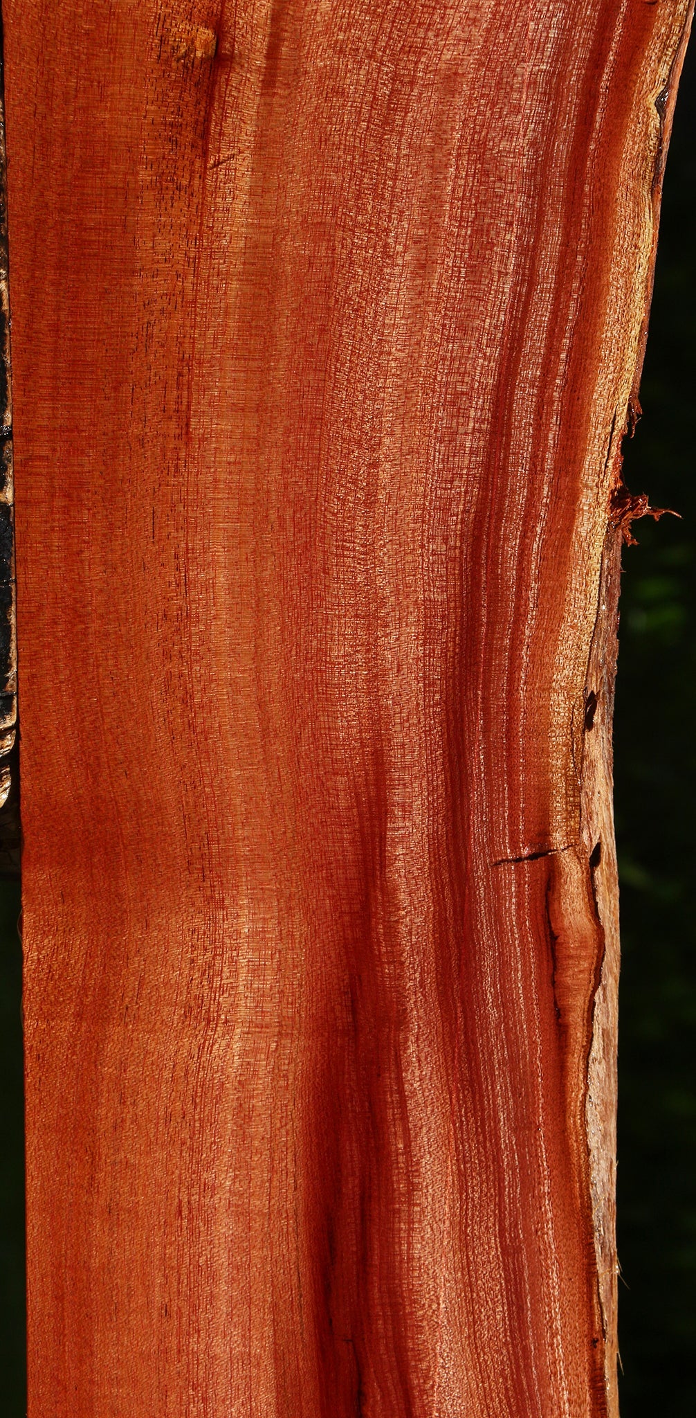 Figured Quartersawn Brazilian Pepperwood Live Edge Lumber