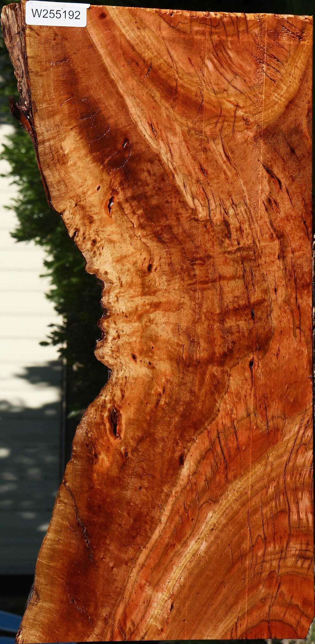 Figured Rustic Brazilian Pepperwood Live Edge Mini Slab