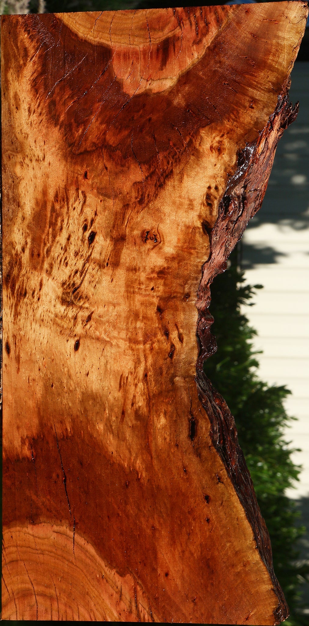 Figured Rustic Brazilian Pepperwood Live Edge Mini Slab