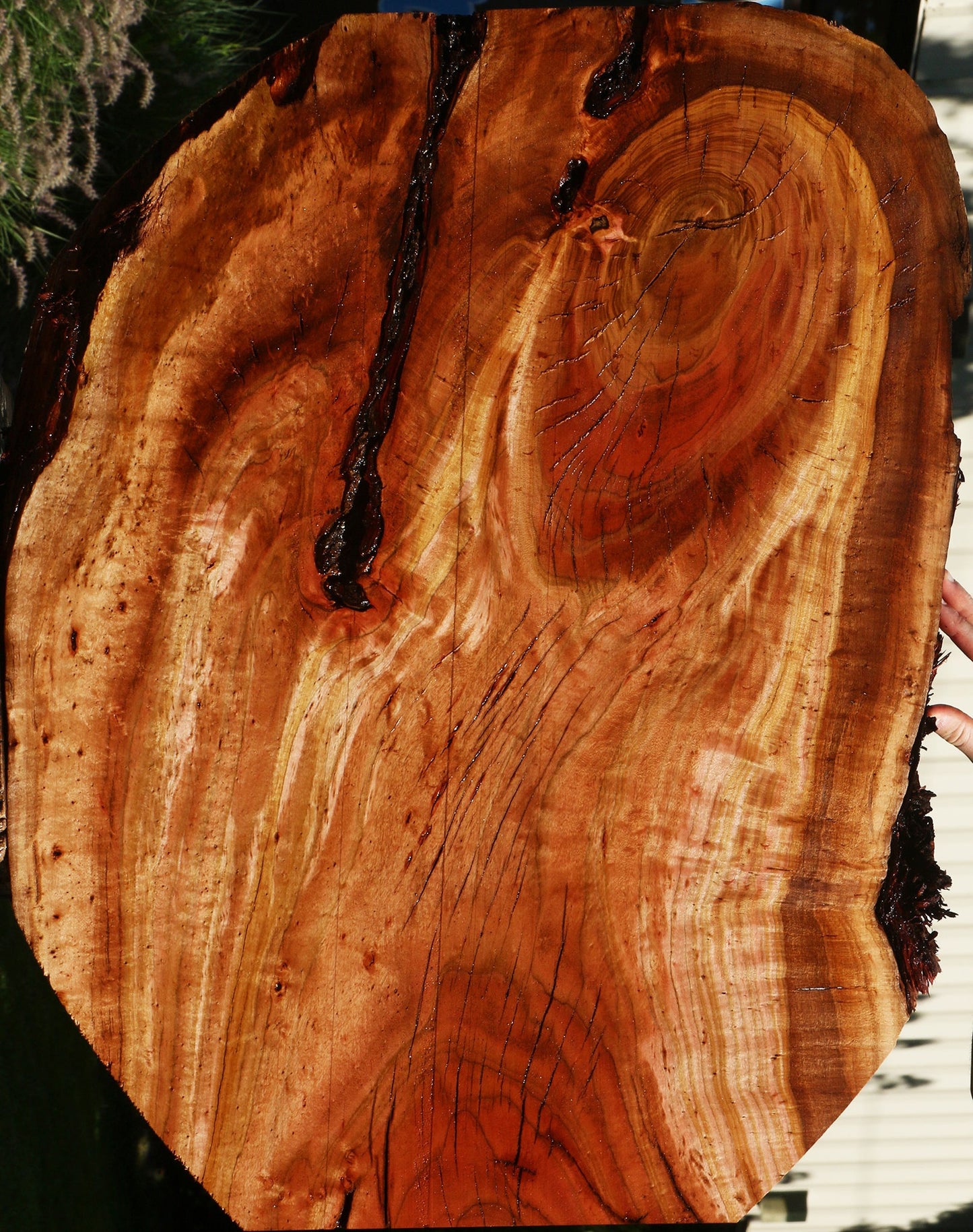 Figured Rustic Brazilian Pepperwood Live Edge Mini Slab