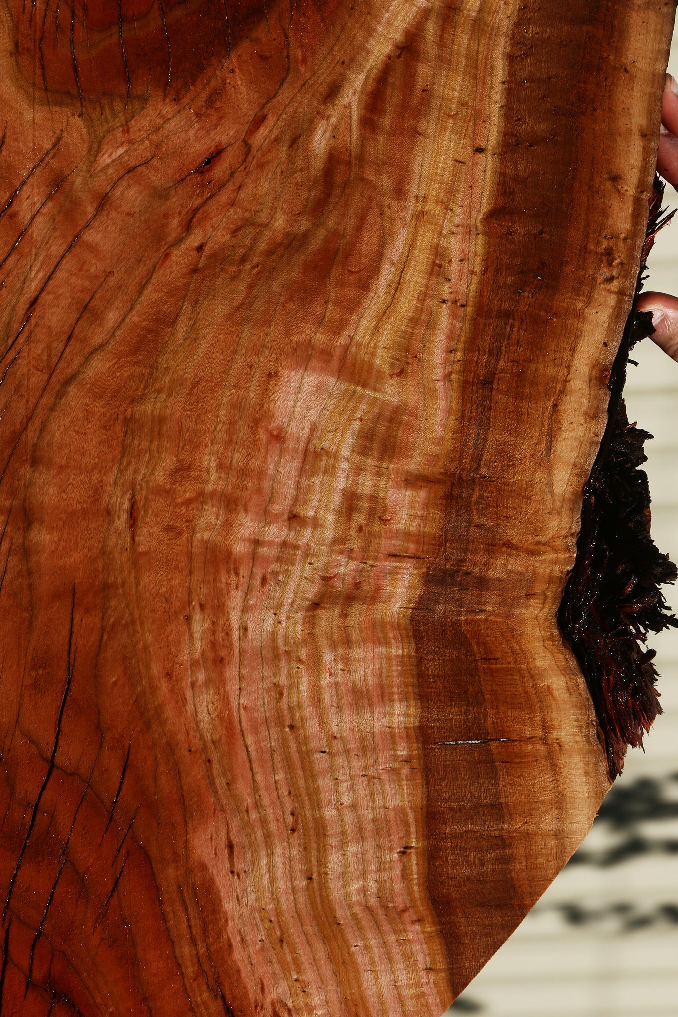 Figured Rustic Brazilian Pepperwood Live Edge Mini Slab
