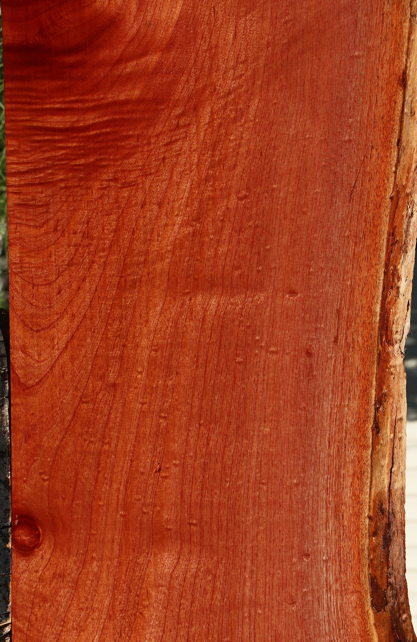 Figured Brazilian Pepperwood Live Edge Mini Slab