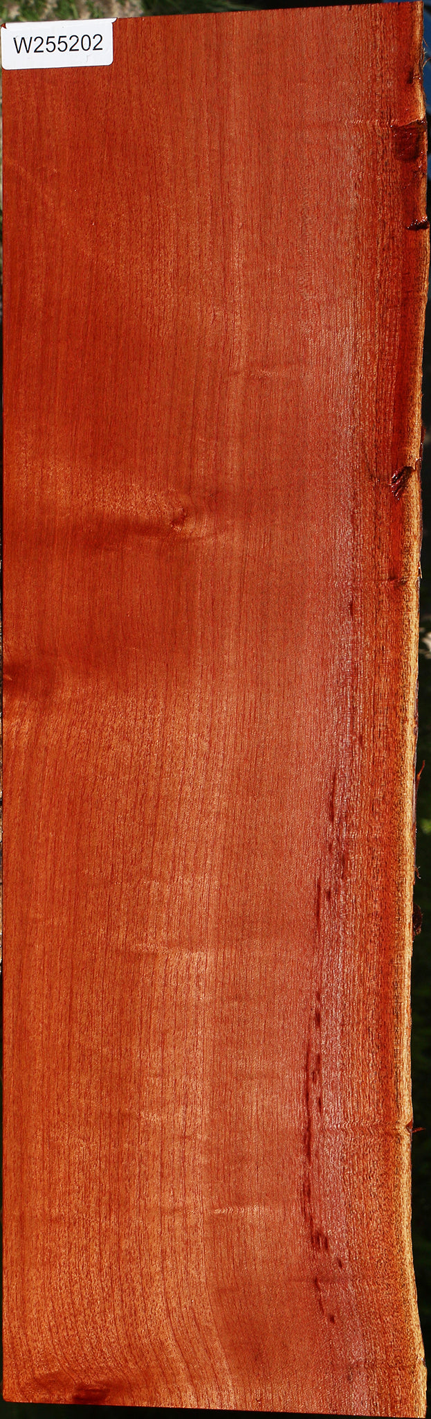 Figured Brazilian Pepperwood Live Edge Mini Slab