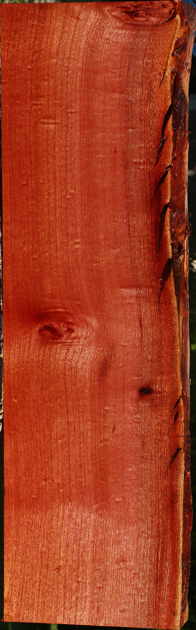 Figured Brazilian Pepperwood Live Edge Mini Slab