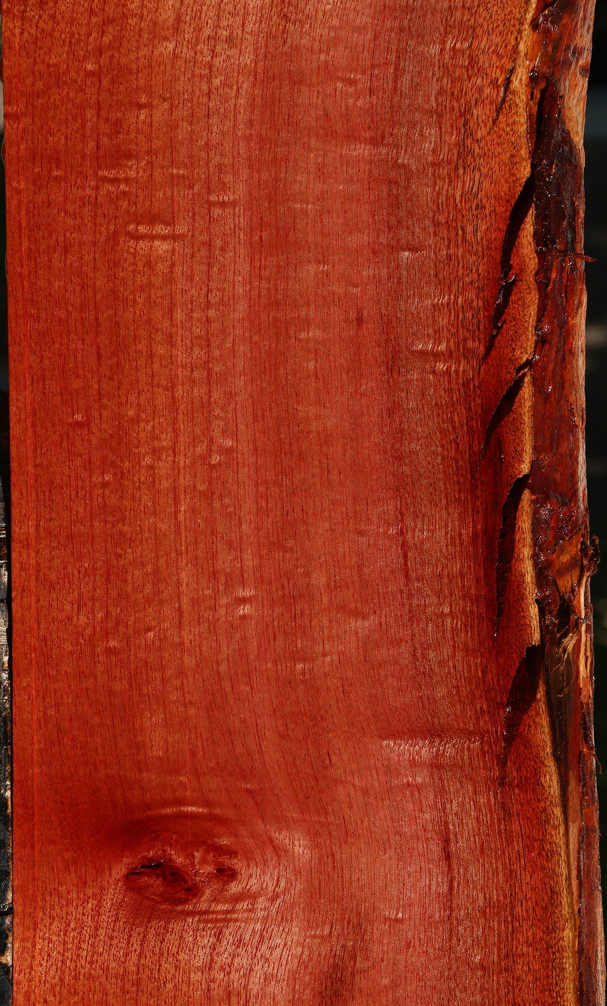 Figured Brazilian Pepperwood Live Edge Mini Slab