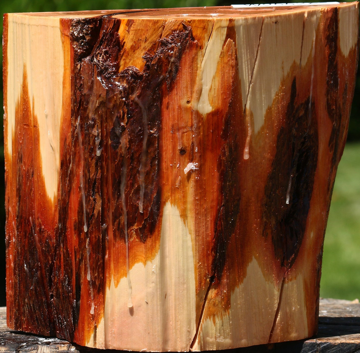 Oregon Ironwood Half Log