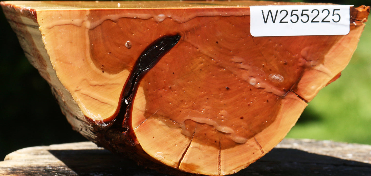 Oregon Ironwood Half Log