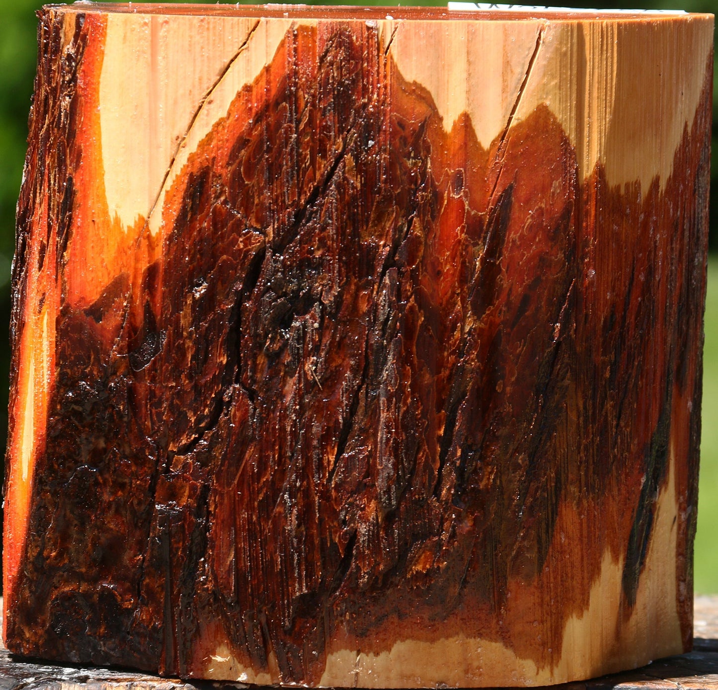 Oregon Ironwood Half Log