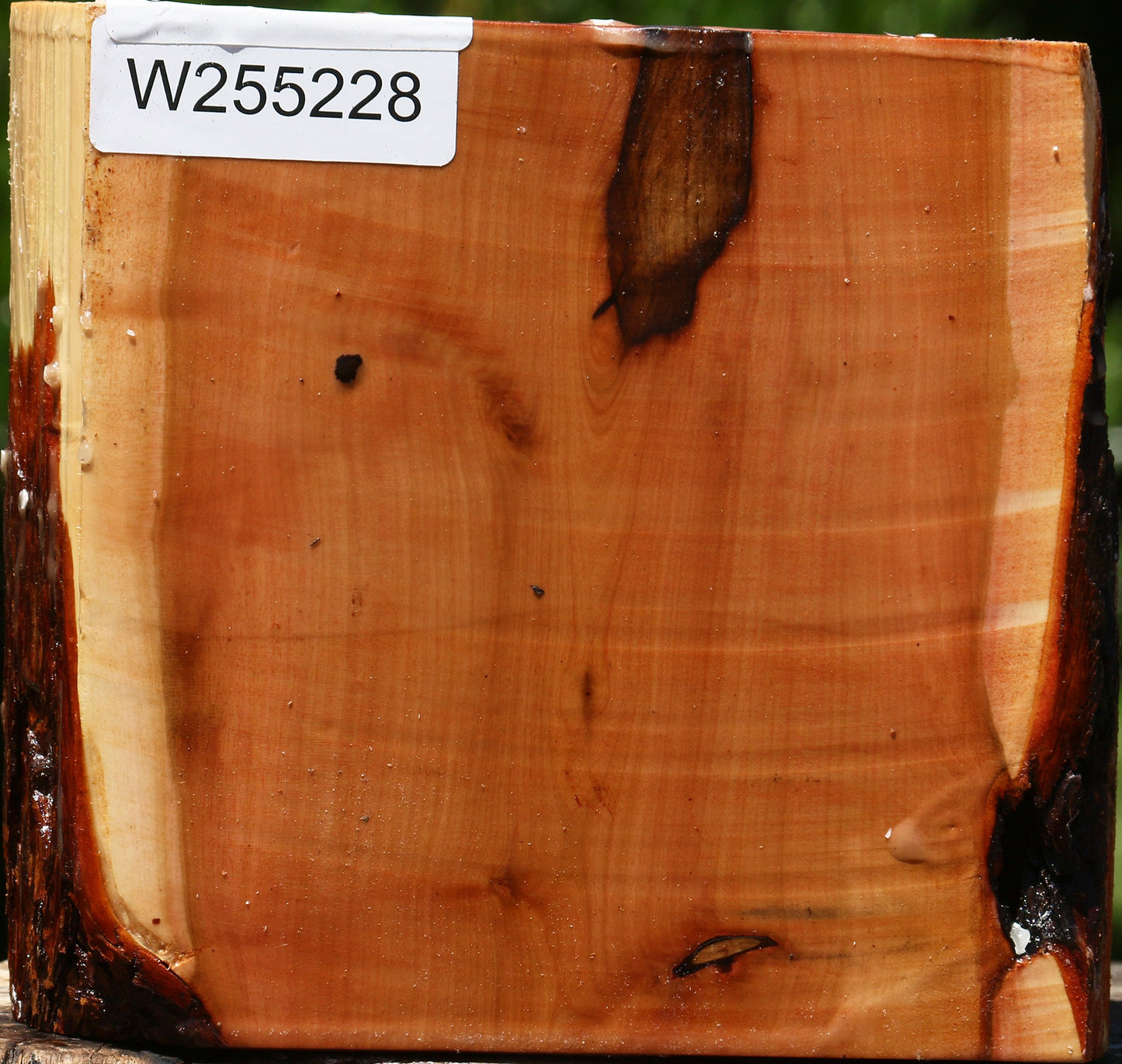 Oregon Ironwood Half Log