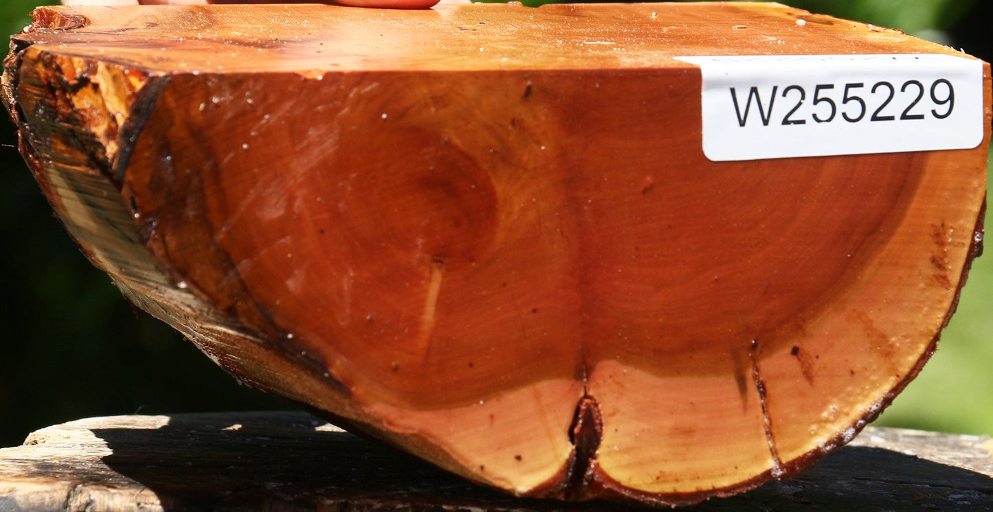 Oregon Ironwood Half Log