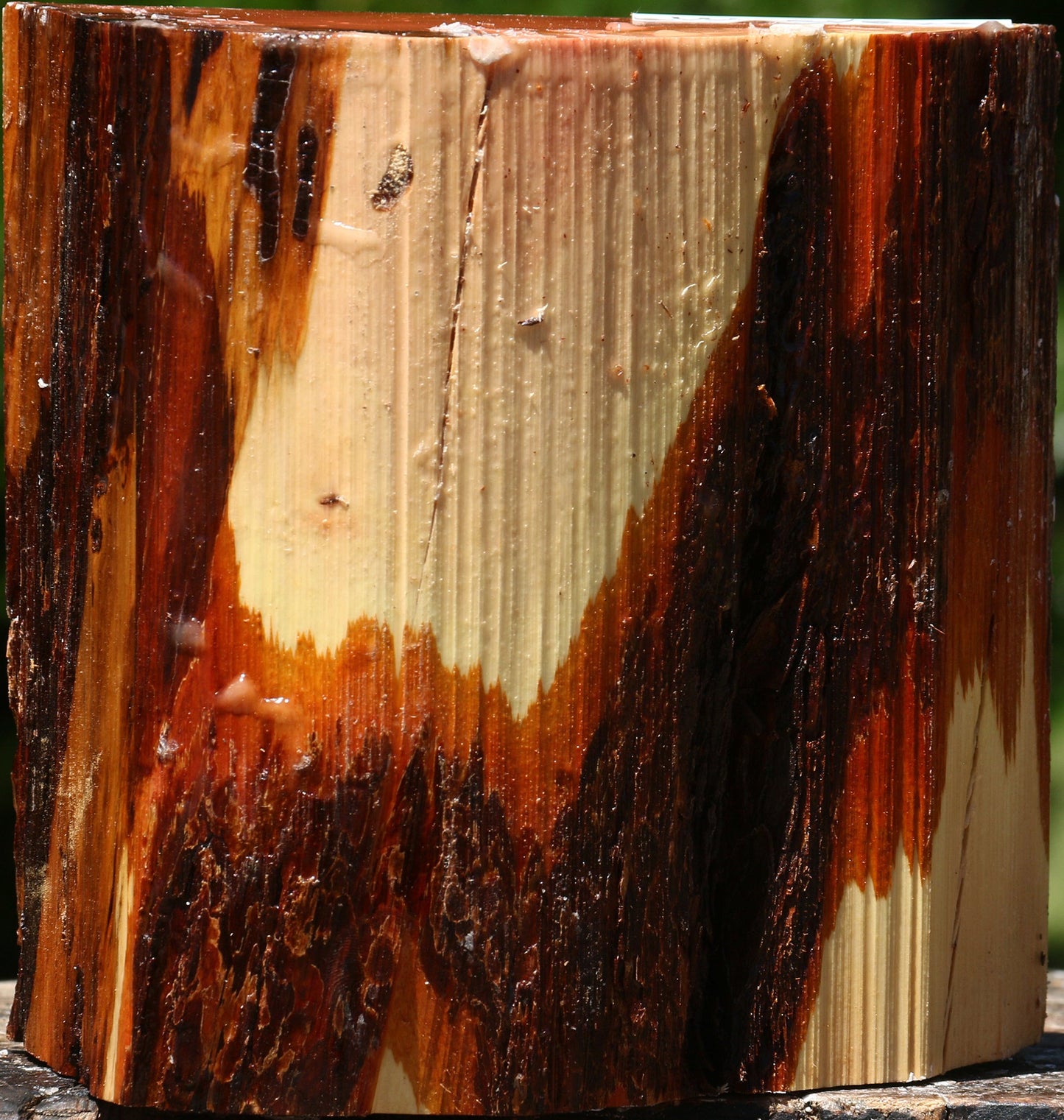 Oregon Ironwood Half Log