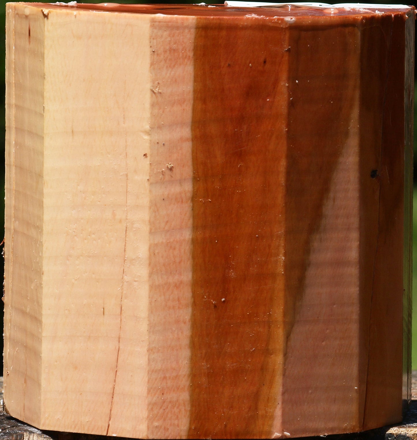 Oregon Ironwood Half Log