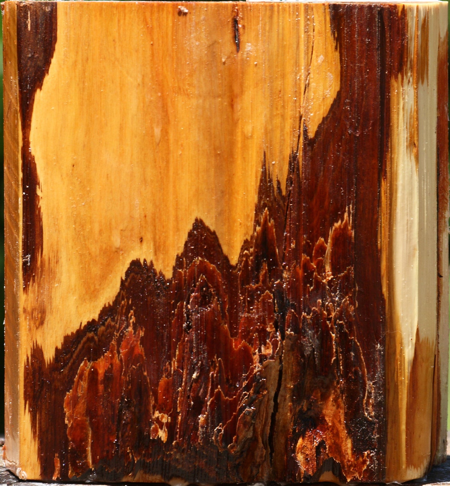 Oregon Ironwood Half Log