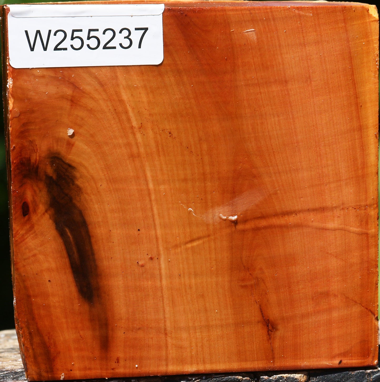 Oregon Ironwood Half Log