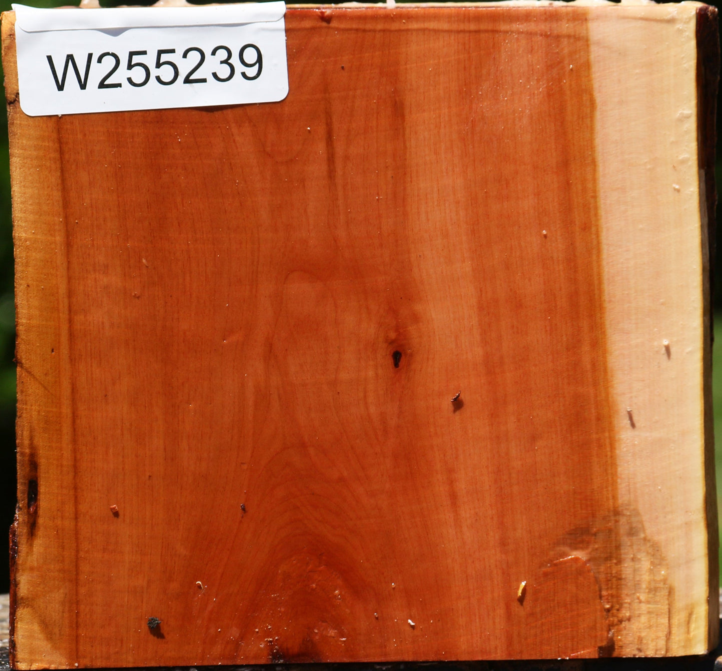 Oregon Ironwood Half Log