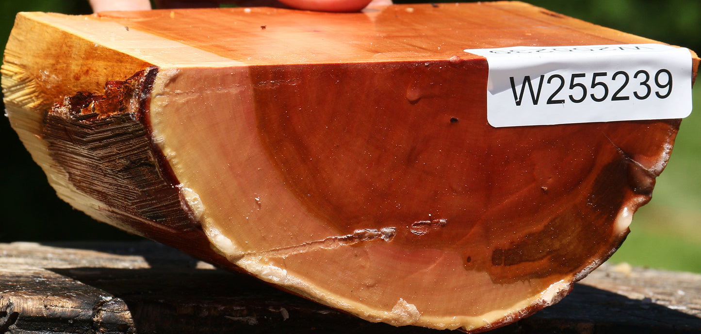 Oregon Ironwood Half Log