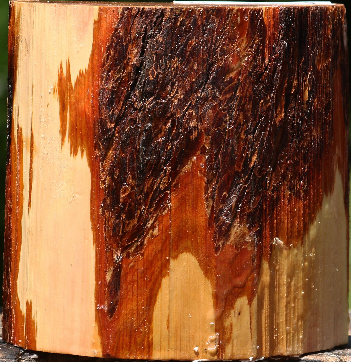 Oregon Ironwood Half Log