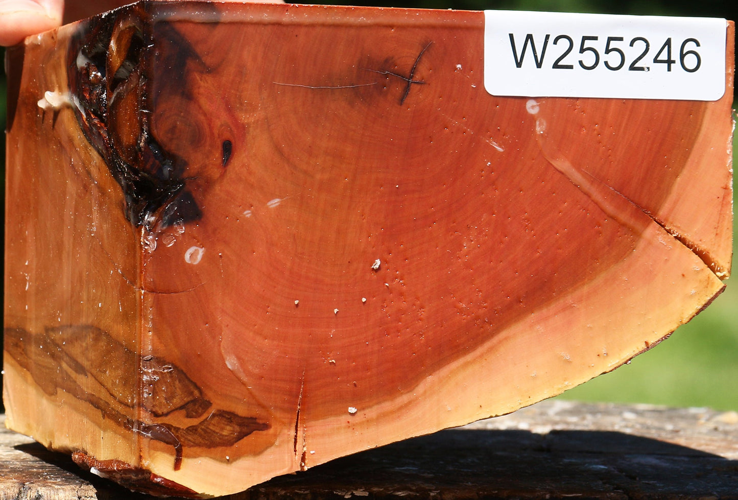 Rustic Oregon Ironwood Live Edge Turning Blank