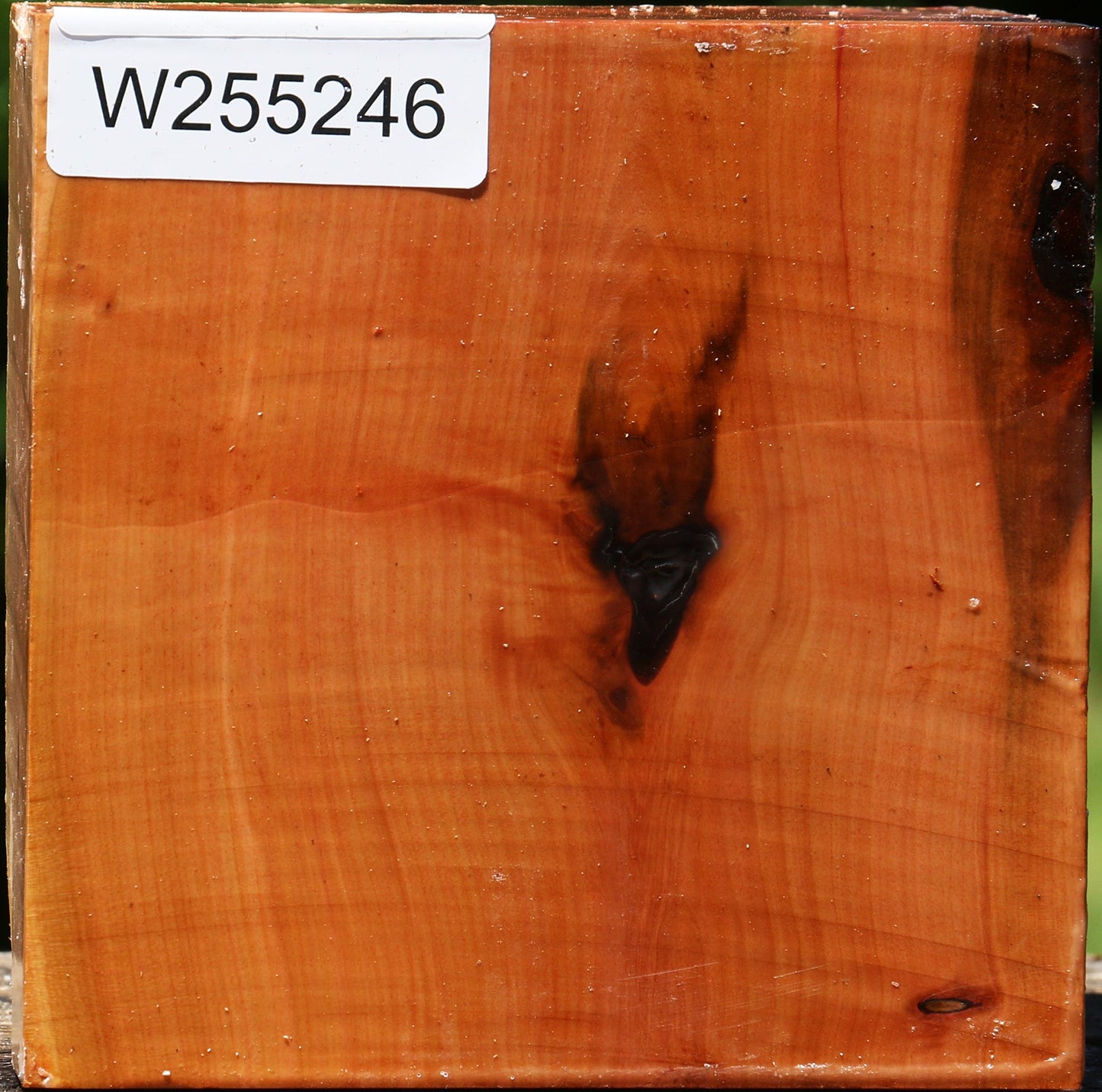 Rustic Oregon Ironwood Live Edge Turning Blank