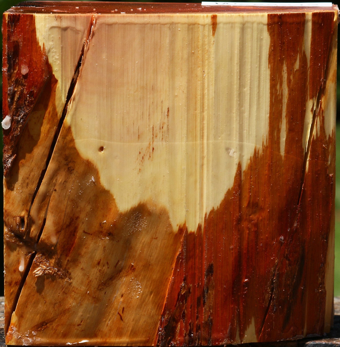 Rustic Oregon Ironwood Live Edge Turning Blank