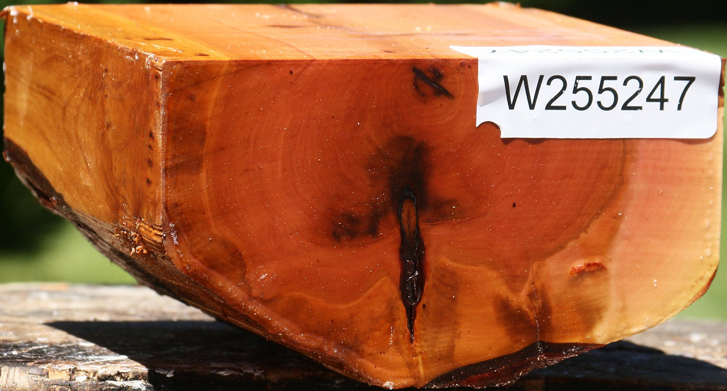 Oregon Ironwood Live Edge Bowl Blank