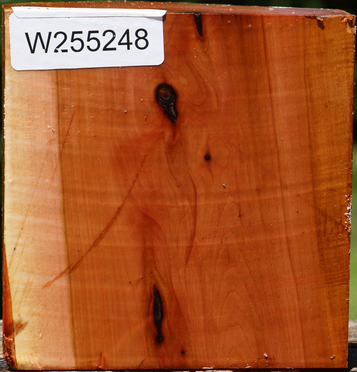 Oregon Ironwood Live Edge Bowl Blank
