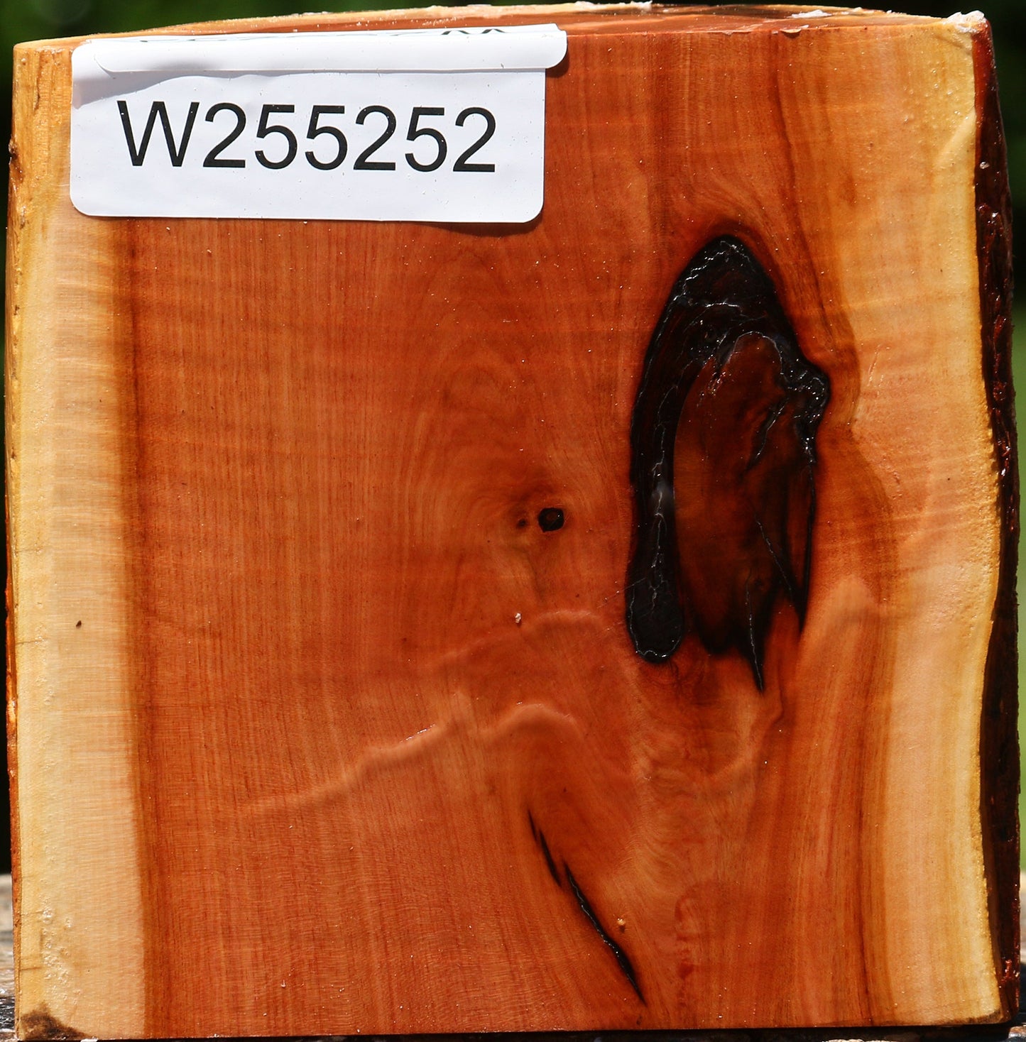 Oregon Ironwood Half Log