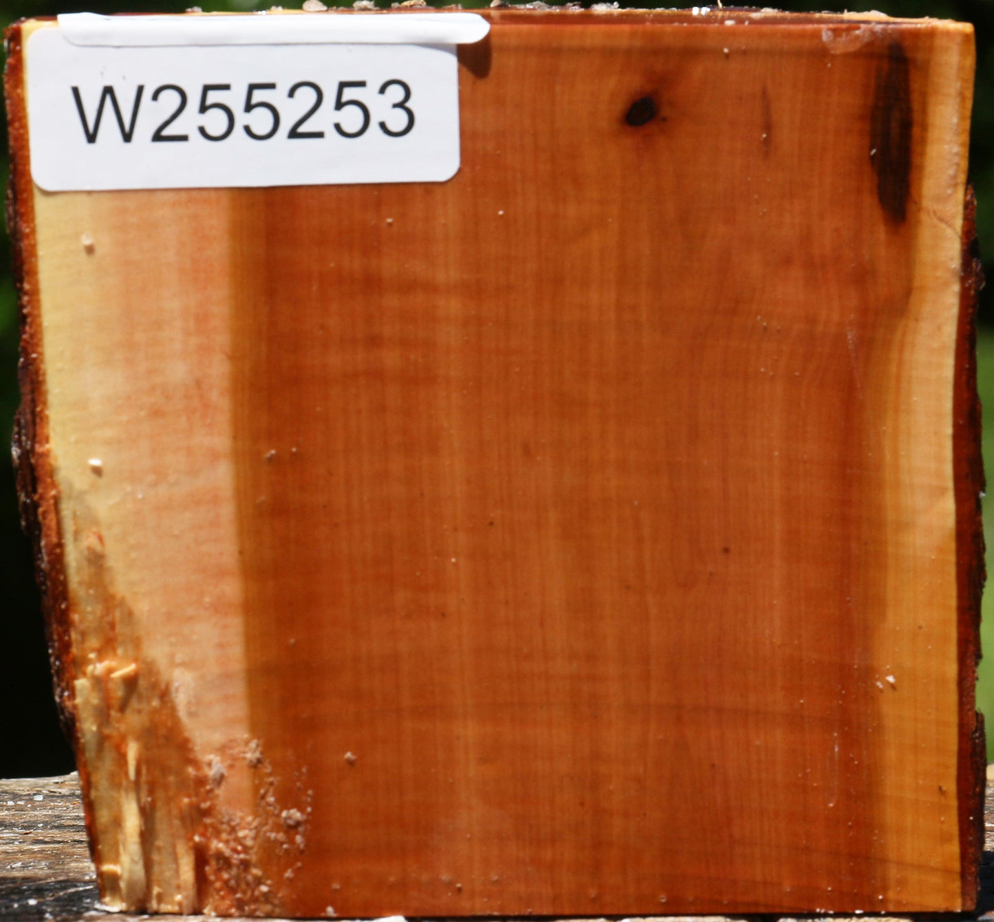 Oregon Ironwood Half Log