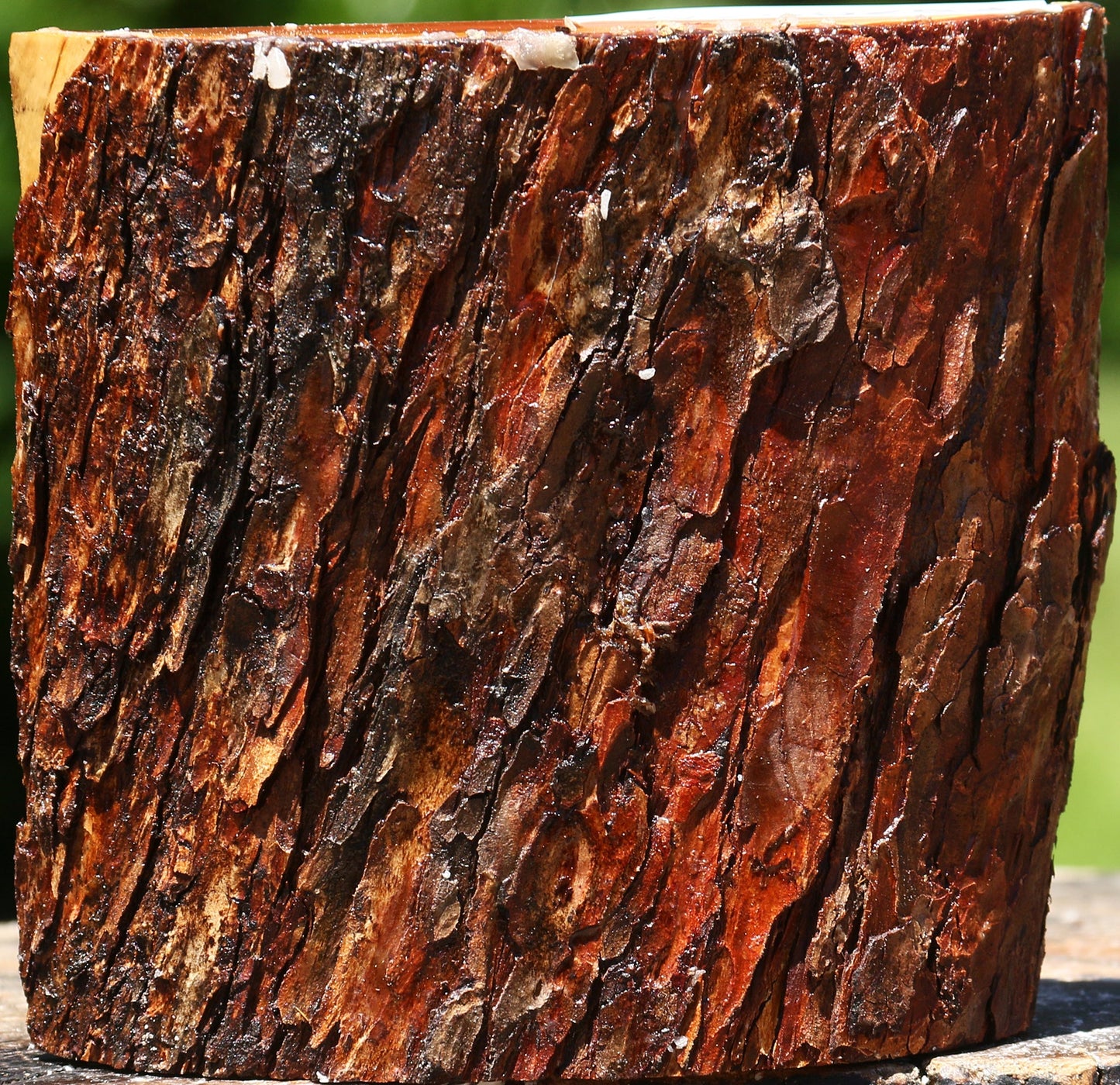 Oregon Ironwood Half Log