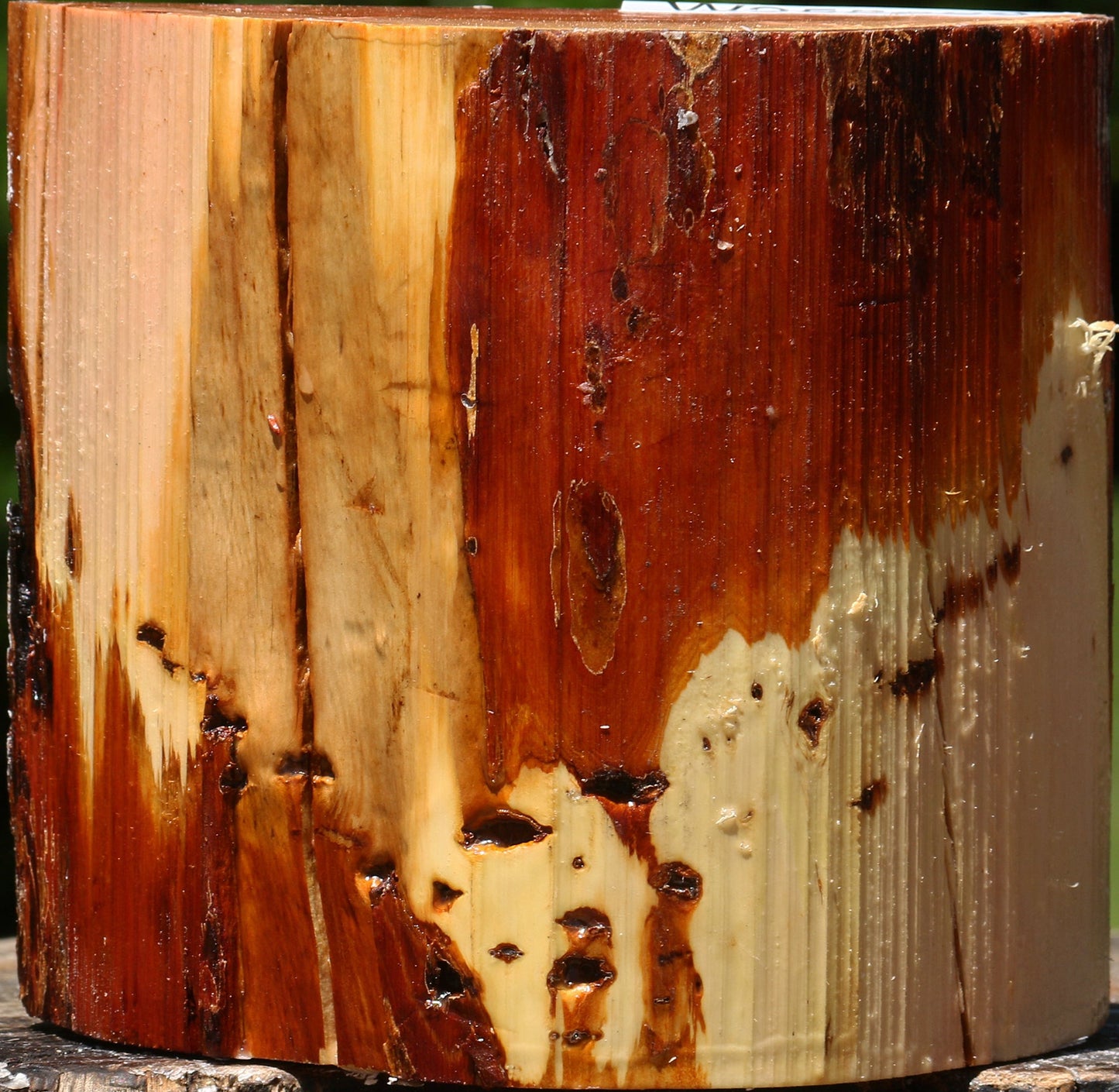 Oregon Ironwood Half Log