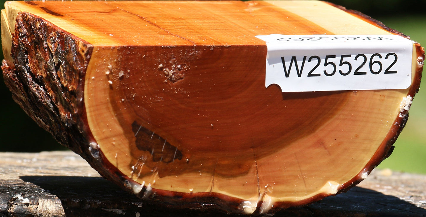 Oregon Ironwood Half Log
